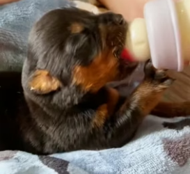H0506008 Rescue a puppy (Part 2)