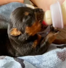 H0506008 Rescue a puppy (Part 2)