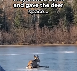 H0506012 Deer Fighting Its Life Saved By Couple (Part 2)