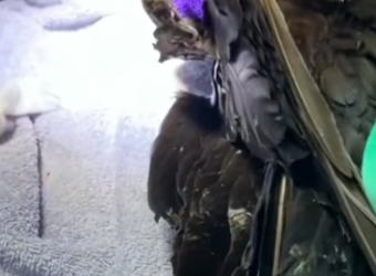 H0506004 Rescue an eagle from pack of dogs (Part 2)