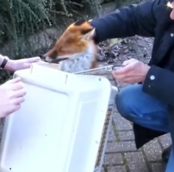 H0506009 Rescue a fox (Part 2)