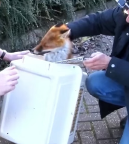 H0506009 Rescue a fox (Part 2)