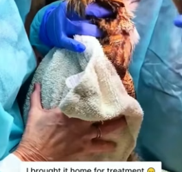 H0506002 Rescue an owl on the road (Part 2)