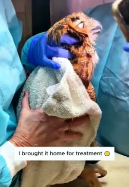 H0506002 Rescue an owl on the road (Part 2)