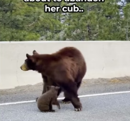 H0506013 Mom Bear Refused to Leave Her Cub Behind (Part 2)