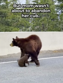 H0506013 Mom Bear Refused to Leave Her Cub Behind (Part 2)