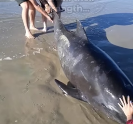 H0506010 Good Samaritans Rescue a Whale Washed Up on a Beach (Part 2)