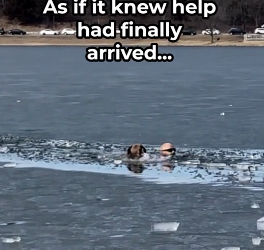 H0506011 Hero Breaks Through Ice to Save Struggling Dog (Part 2)