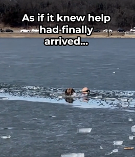 H0506011 Hero Breaks Through Ice to Save Struggling Dog (Part 2)