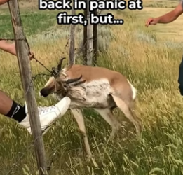 H0506015 Terrified Antelope Trusts Humans to Save Her (Part 2)