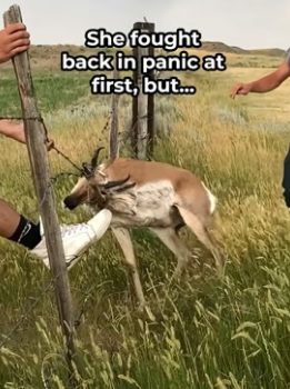 H0506015 Terrified Antelope Trusts Humans to Save Her (Part 2)