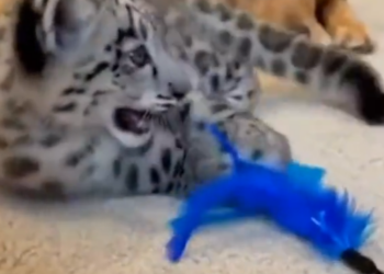 F0506001 This Snow Leopard Cub Was Left to Die in the Snow — I Had to Save Him (Part 2)