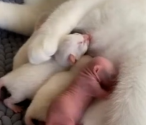 F0506003 A Cat Adopted a Baby Weasel—and Their Bond Melted Hearts (Part 2)
