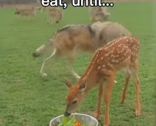 P0106009 Deer grew up to be their savior😭❤️ (Part 2)