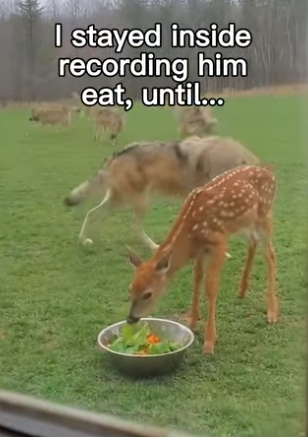 P0106009 Deer grew up to be their savior😭❤️ (Part 2)