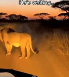 A MALE LION STOPPED MY CAR… AND BEGGED ME TO FOLLOW (Part 2)