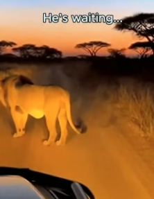 A MALE LION STOPPED MY CAR… AND BEGGED ME TO FOLLOW (Part 2)