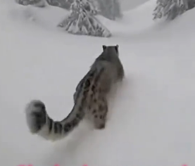 C0506006 Save the snow leopard family ❤️