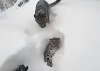 C0506004 After being chosen by the snow leopard ❤️ (Part 2)