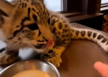 C0506002 Encountered an orphaned snow leopard while skiing,and than…❤️ (Part 2)