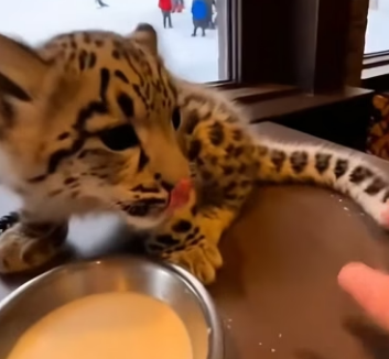 C0506002 Encountered an orphaned snow leopard while skiing,and than…❤️ (Part 2)