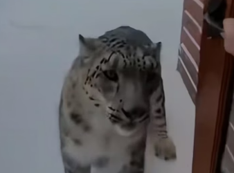C0506001 A family of snow leopards in the snowstorm ❤️ (Part 2)