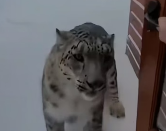 C0506001 A family of snow leopards in the snowstorm ❤️ (Part 2)
