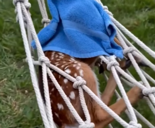P0706007 He Found A Panicked Fawn Tangled In His Hammock (Part 2)