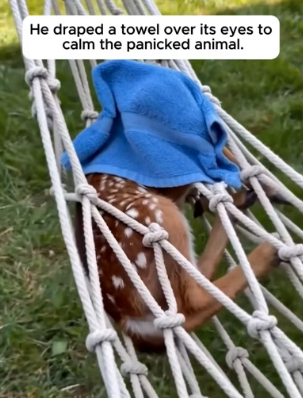 P0706007 He Found A Panicked Fawn Tangled In His Hammock (Part 2)