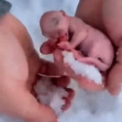 P0706003 This Snow Leopard Cub Was Left to Die in the Snow — I Had to Save Him (Part 2)