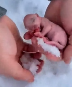 P0706003 This Snow Leopard Cub Was Left to Die in the Snow — I Had to Save Him (Part 2)