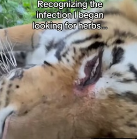 You don’t need a cape to be a hero, just an open heart and a loving home. (Part 2)